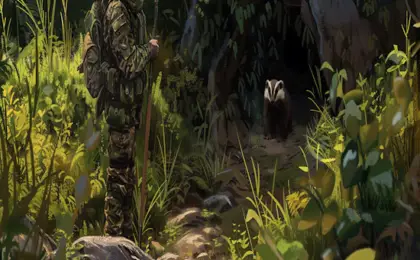 How To Hunt Badgers
